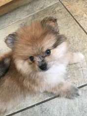 Mutt Puppy for sale in Foster, RI, USA