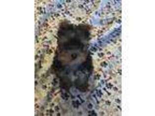 Yorkshire Terrier Puppy for sale in Taloga, OK, USA