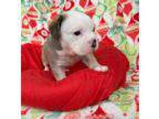 Miniature Bulldog Puppy for sale in Hanover, VA, USA