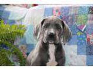 Great Dane Puppy for sale in Goshen, IN, USA