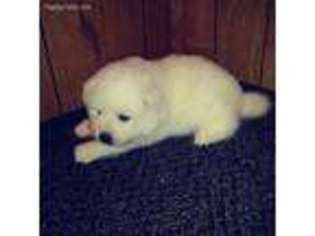 American Eskimo Dog Puppy for sale in Hamilton, OH, USA