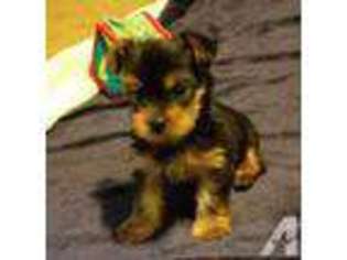 Yorkshire Terrier Puppy for sale in RICHLANDS, NC, USA