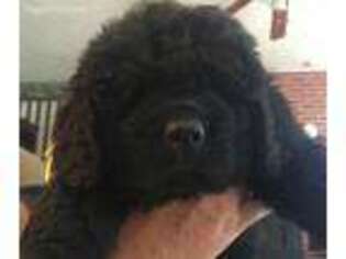 Newfoundland Puppy for sale in Middletown, OH, USA