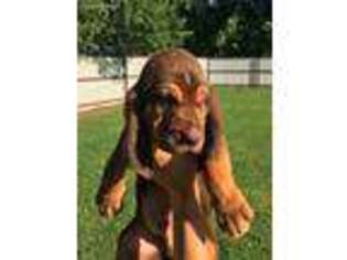 Bloodhound Puppy for sale in Roff, OK, USA