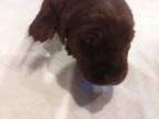 Labradoodle Puppy for sale in Frankford, DE, USA