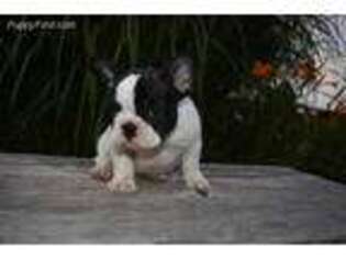 French Bulldog Puppy for sale in Hampton, CT, USA