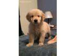 Golden Retriever Puppy for sale in Marlborough, MA, USA