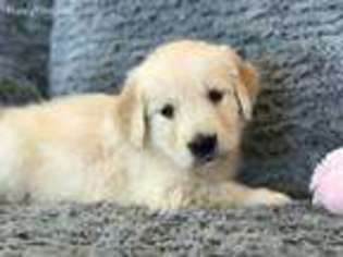 Goldendoodle Puppy for sale in Clements, MD, USA