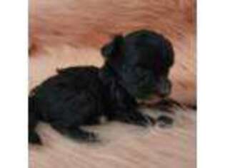 Schnoodle (Standard) Puppy for sale in Hotchkiss, CO, USA