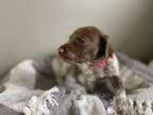 German Shorthaired Pointer Puppy for sale in Newmanstown, PA, USA