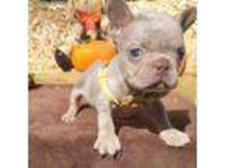French Bulldog Puppy for sale in Brooksville, FL, USA