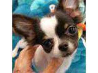Chihuahua Puppy for sale in Coldwater, MS, USA