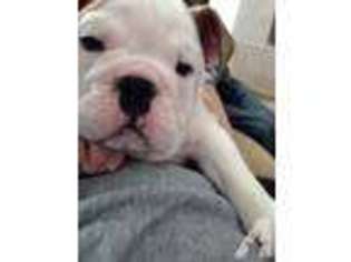 Bulldog Puppy for sale in HALES CORNERS, WI, USA