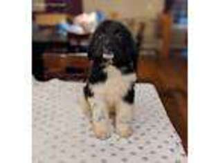 Newfoundland Puppy for sale in Republic, MO, USA