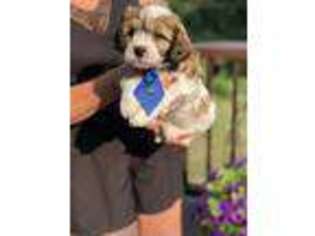 Shih-Poo Puppy for sale in Curwensville, PA, USA