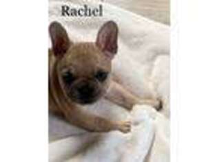 French Bulldog Puppy for sale in Candia, NH, USA