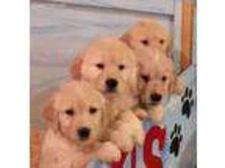 Golden Retriever Puppy for sale in Pennington, NJ, USA