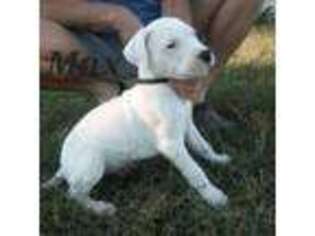 Dogo Argentino Puppy for sale in Quitman, TX, USA