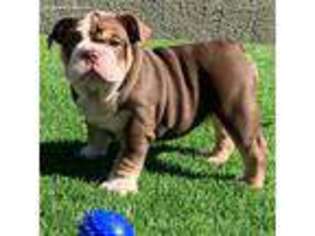Bulldog Puppy for sale in Summerville, PA, USA