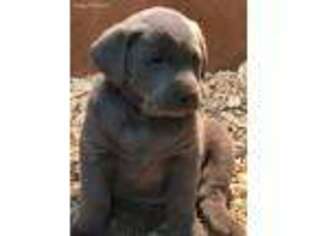 Labrador Retriever Puppy for sale in Bassett, NE, USA