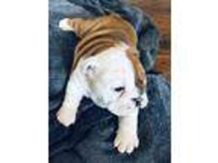 Bulldog Puppy for sale in Ida, LA, USA