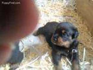 Rottweiler Puppy for sale in Marathon, NY, USA