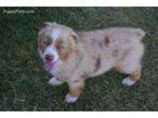 Miniature Australian Shepherd Puppy for sale in Shawnee, OK, USA