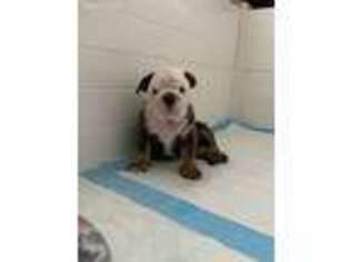 Bulldog Puppy for sale in Hunt Valley, MD, USA