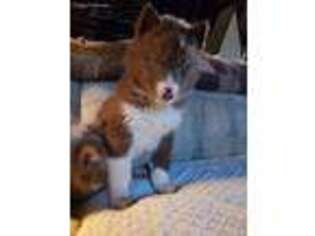 Siberian Husky Puppy for sale in Millboro, VA, USA