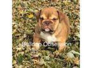 Bulldog Puppy for sale in Sibley, IA, USA