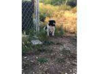 Alapaha Blue Blood Bulldog Puppy for sale in Hardin, MT, USA