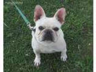 French Bulldog Puppy for sale in Payson, AZ, USA