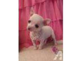 Chihuahua Puppy for sale in BOTHELL, WA, USA