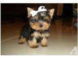 Yorkshire Terrier Puppy for sale in LEWISVILLE, TX, USA