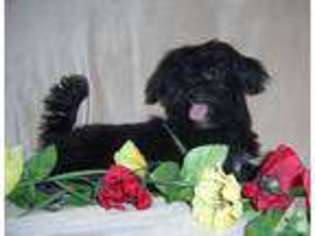 Havanese Puppy for sale in UVALDE, TX, USA