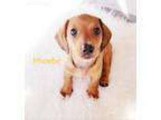 Dachshund Puppy for sale in South San Francisco, CA, USA