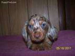 99+ Long Haired Dapple Dachshund Puppies For Sale In Oklahoma