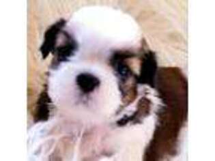 Mutt Puppy for sale in Elburn, IL, USA