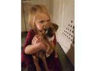 Boxer Puppy for sale in Avondale, PA, USA