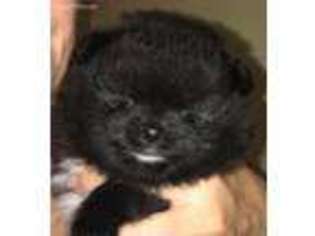 Pomeranian Puppy for sale in Simi Valley, CA, USA