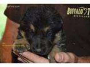 German Shepherd Dog Puppy for sale in Stamping Ground, KY, USA