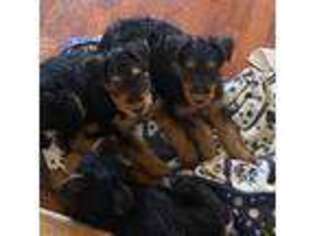 Airedale Terrier Puppy for sale in Wentzville, MO, USA