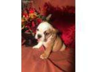 Bulldog Puppy for sale in Clarksville, TX, USA
