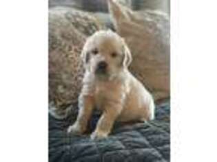 Mutt Puppy for sale in Ridgefield, WA, USA