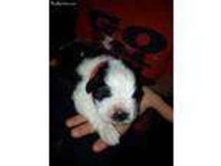Saint Bernard Puppy for sale in Elmira, NY, USA