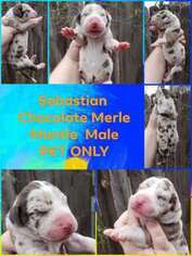 Great Dane Puppy for sale in Topeka, KS, USA