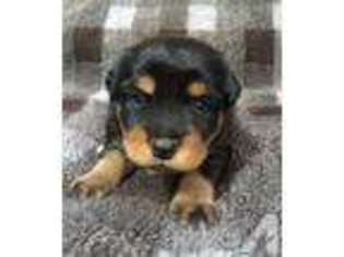 Rottweiler Puppy for sale in CRANE HILL, AL, USA