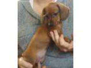Dachshund Puppy for sale in Mc Veytown, PA, USA
