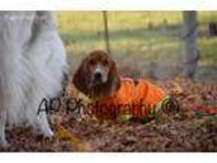 Basset Hound Puppy for sale in Selah, WA, USA