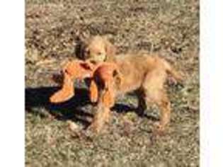 Golden Retriever Puppy for sale in Brighton, MO, USA